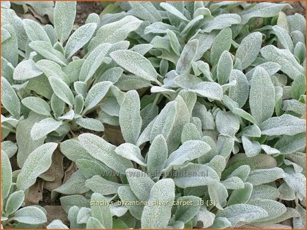 Stachys byzantina &#039;Silver Carpet&#039; | Ezelsoor, Andoorn, Bereoren