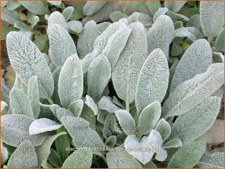 Stachys byzantina &#039;Silver Carpet&#039; | Ezelsoor, Andoorn, Bereoren