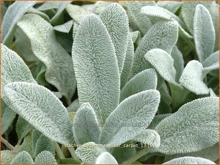 Stachys byzantina &#039;Silver Carpet&#039; | Ezelsoor, Andoorn, Bereoren