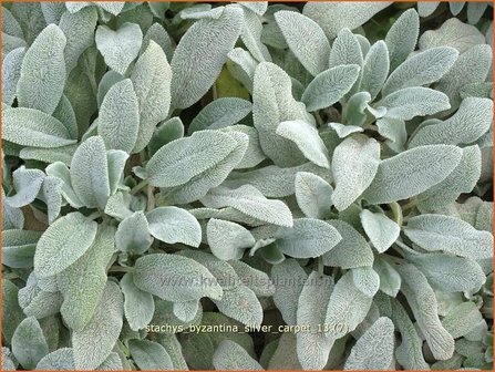 Stachys byzantina &#039;Silver Carpet&#039; | Ezelsoor, Andoorn, Bereoren