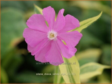 Silene dioica &#039;Valley High&#039; | Dagkoekoeksbloem, Koekoeksbloem, Lijmkruid | Rote Waldnelke | English Maiden