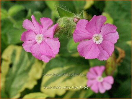 Silene dioica &#039;Valley High&#039; | Dagkoekoeksbloem, Koekoeksbloem, Lijmkruid