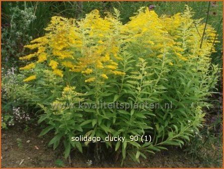 Solidago &#039;Ducky&#039; | Guldenroede