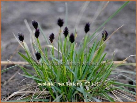 Sesleria heufleriana | Blauwgras