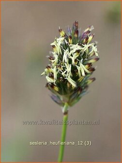 Sesleria heufleriana | Blauwgras