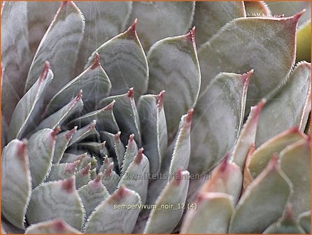 Sempervivum &#039;Noir&#039; | Huislook, Donderblad