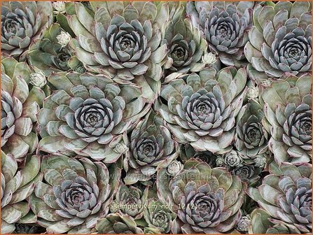 Sempervivum &#039;Noir&#039; | Huislook, Donderblad