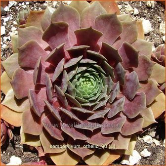 Sempervivum &#039;Othello&#039; | Huislook, Donderblad