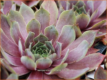 Sempervivum &#039;Othello&#039; | Huislook, Donderblad