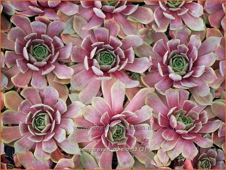 Sempervivum &#039;Othello&#039; | Huislook, Donderblad