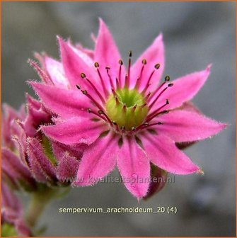 Sempervivum arachnoideum | Huislook, Donderblad, Spinnenwebhuislook