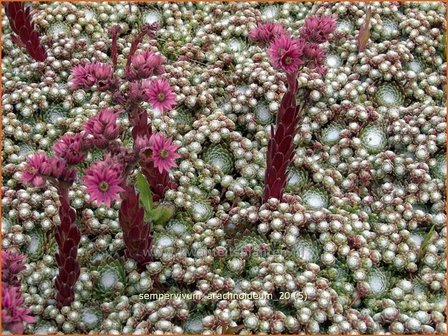 Sempervivum arachnoideum | Huislook, Donderblad, Spinnenwebhuislook