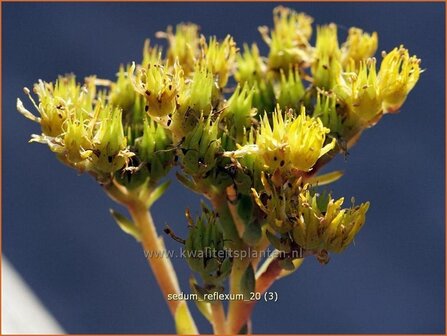 Sedum reflexum | Hemelsleutel, Vetkruid