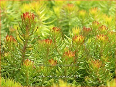 Sedum reflexum &#039;Angelina&#039; | Hemelsleutel, Vetkruid