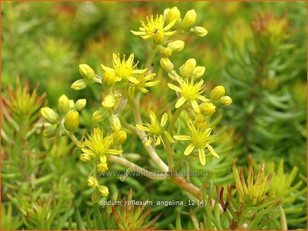 Sedum reflexum &#039;Angelina&#039; | Hemelsleutel, Vetkruid