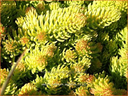 Sedum reflexum &#039;Angelina&#039; | Hemelsleutel, Vetkruid