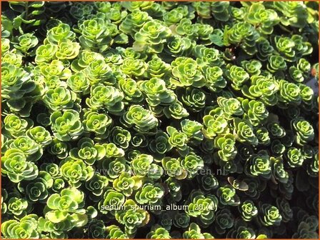 Sedum spurium &#039;Album&#039; | Roze vetkruid