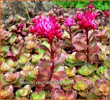 Sedum spurium &#039;Splendens&#039; | Roze vetkruid