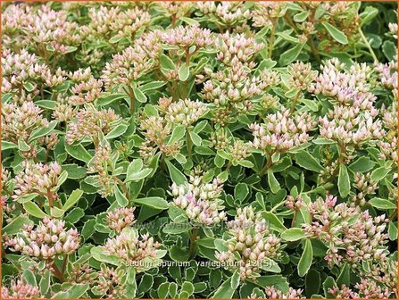 Sedum spurium &#039;Variegatum&#039; | Roze vetkruid