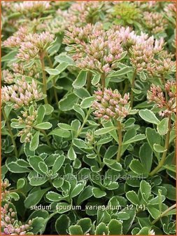 Sedum spurium &#039;Variegatum&#039; | Roze vetkruid