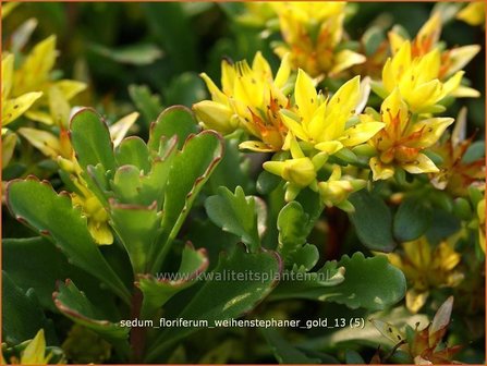 Sedum floriferum &#039;Weihenstephaner Gold&#039; | Hemelsleutel, Vetkruid