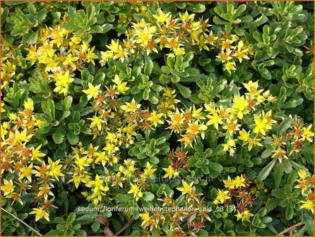 Sedum floriferum &#039;Weihenstephaner Gold&#039; | Hemelsleutel, Vetkruid