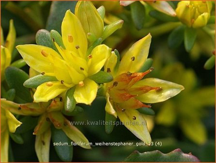 Sedum floriferum &#039;Weihenstephaner Gold&#039; | Hemelsleutel, Vetkruid