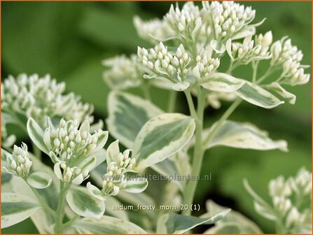 Sedum &#039;Frosty Morn&#039; | Hemelsleutel, Vetkruid