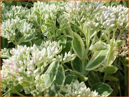 Sedum &#039;Frosty Morn&#039; | Hemelsleutel, Vetkruid