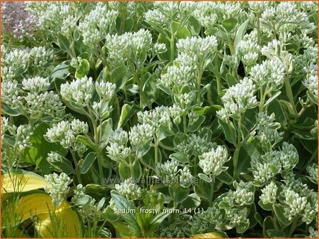 Sedum &#039;Frosty Morn&#039; | Hemelsleutel, Vetkruid