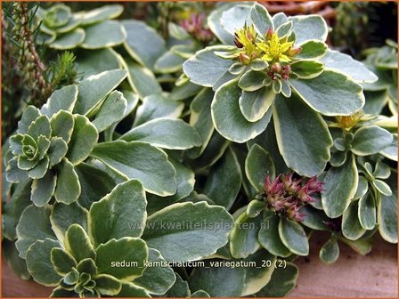 Sedum kamtschaticum &#039;Variegatum&#039; | Hemelsleutel, Vetkruid, Kamtsjatka muurpeper