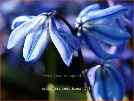 Scilla sibirica &#039;Spring Beauty&#039; | Oosterse sterhyacinth