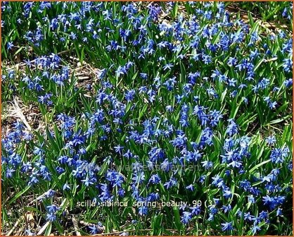 Scilla sibirica &#039;Spring Beauty&#039; | Oosterse sterhyacinth