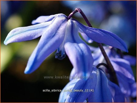 Scilla sibirica &#039;Spring Beauty&#039; | Oosterse sterhyacinth