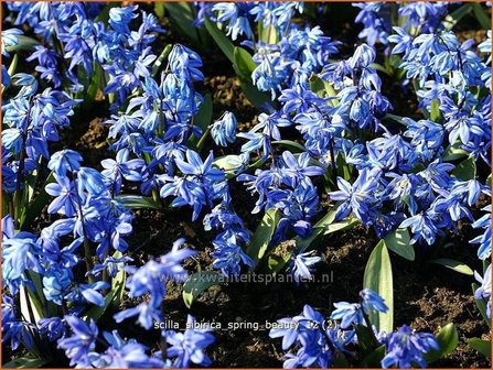 Scilla sibirica &#039;Spring Beauty&#039; | Oosterse sterhyacinth