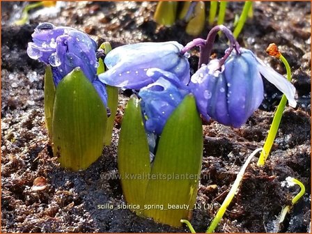 Scilla sibirica &#039;Spring Beauty&#039; | Oosterse sterhyacint, Sterhyacint