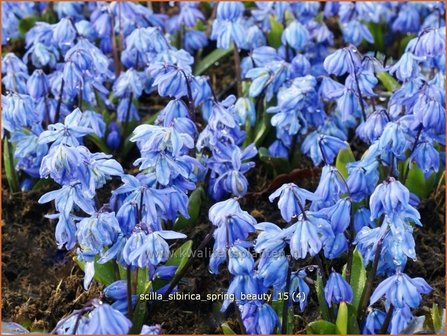 Scilla sibirica &#039;Spring Beauty&#039; | Oosterse sterhyacinth