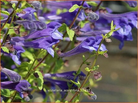 Scutellaria scordiifolia | Glidkruid