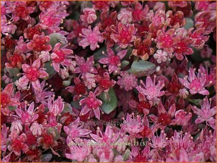 Sedum cauticola &#039;Lidakense&#039; | Hemelsleutel, Vetkruid