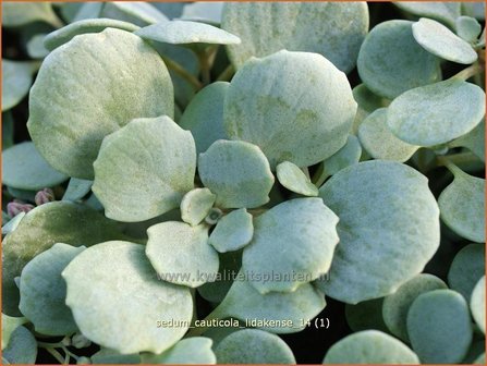 Sedum cauticola &#039;Lidakense&#039; | Hemelsleutel, Vetkruid