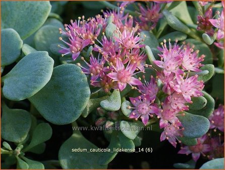 Sedum cauticola &#039;Lidakense&#039; | Hemelsleutel, Vetkruid