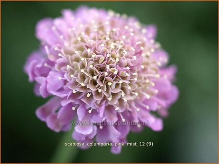 Scabiosa columbaria &#039;Pink Mist&#039; | Duifkruid, Schurftkruid