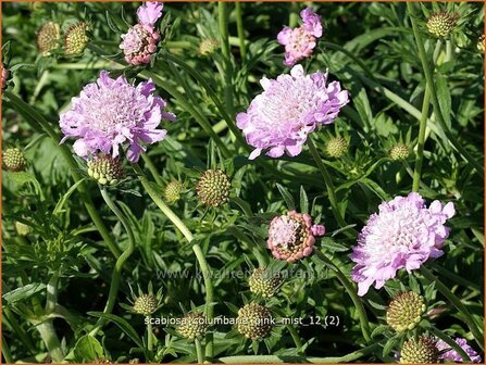 Scabiosa columbaria &#039;Pink Mist&#039; | Duifkruid, Schurftkruid