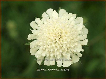 Scabiosa ochroleuca | Duifkruid, Schurftkruid | Gelbe Skabiose