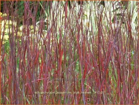 Schizachyrium scoparium &#039;Blue Heaven&#039; | Klein prairiegras