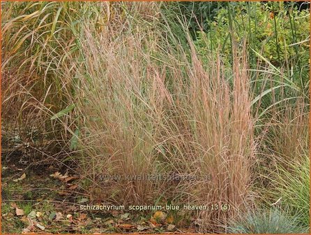 Schizachyrium scoparium &#039;Blue Heaven&#039; | Klein prairiegras