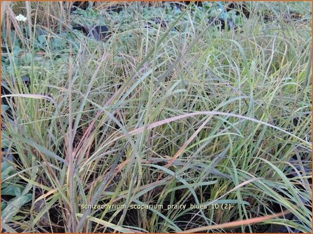 Schizachyrium scoparium &#039;Prairy Blues&#039; | Klein prairiegras