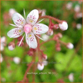 Saxifraga urbium | Steenbreek, Schildersverdriet, Menistenzusjes