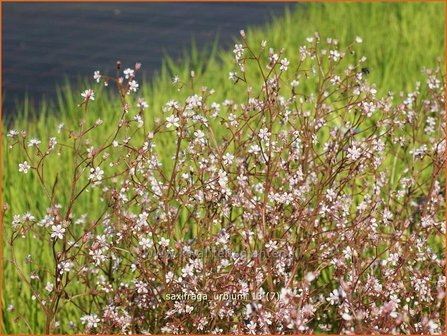 Saxifraga urbium | Steenbreek, Schildersverdriet, Menistenzusjes