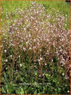 Saxifraga urbium | Steenbreek, Schildersverdriet, Menistenzusjes